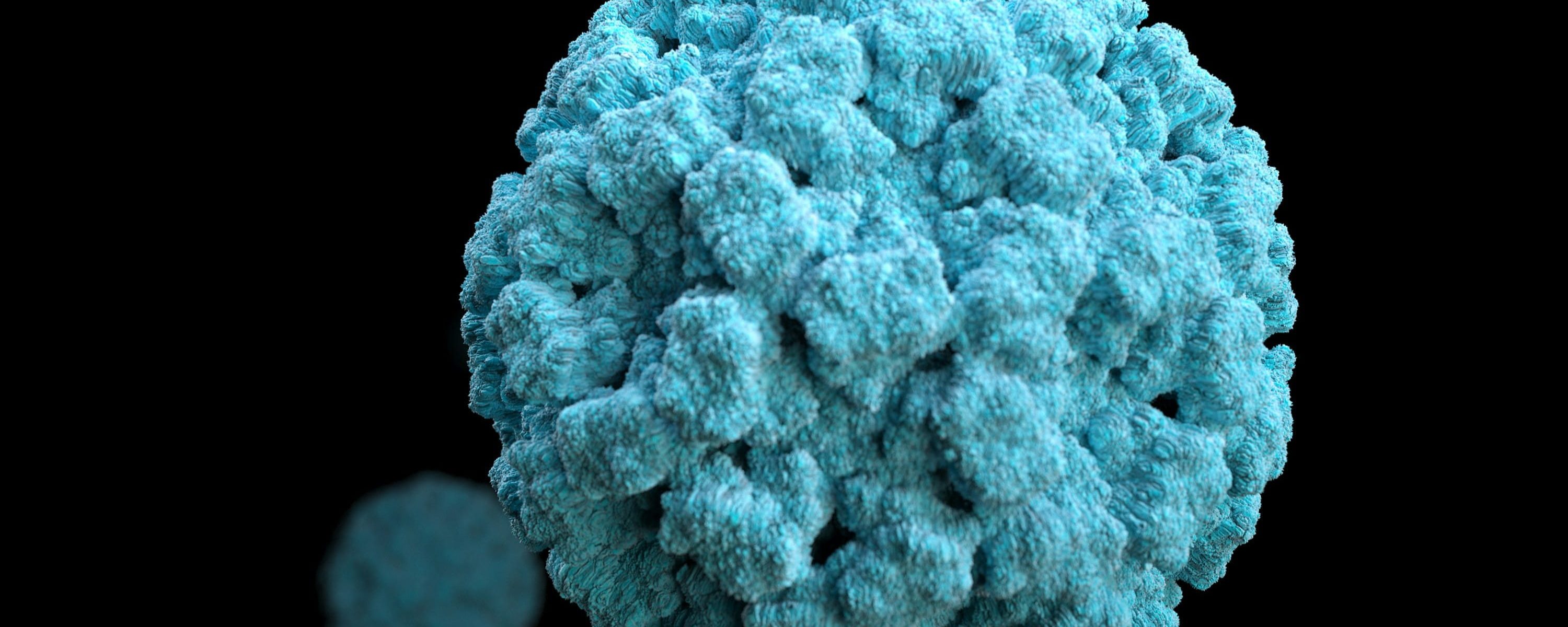 Illustration du papillomavirus humain HPV en vue microscopique